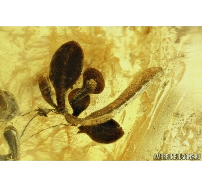 RARE PLANT, FLORA. Fossil inclusion in Baltic amber #5808