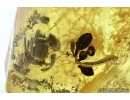 RARE PLANT, FLORA. Fossil inclusion in Baltic amber #5808