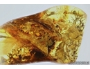Rare lichen. Fossil inclusion in Baltic amber #5812