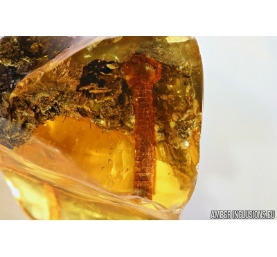 Rare Plant, Probably Mushroom. Fossil inclusion in Baltic amber #5814