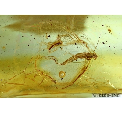 Ephemeroptera, Mayfly. Fossil insect in Baltic amber #5816