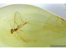 Ephemeroptera, Mayfly. Fossil insect in Baltic amber #5817