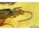 Rare Reticulated Beetle CUPEDIDAE and rare Leaf fragment . Fossil inclusions in Baltic amber #5821