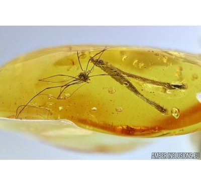 Harvestman, Opiliones and Leaf. Fossil inclusions in Baltic amber #5844