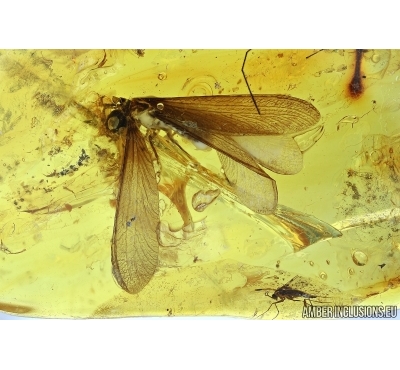ISOPTERA, TERMITE. Fossil inclusion in BALTIC AMBER #5849