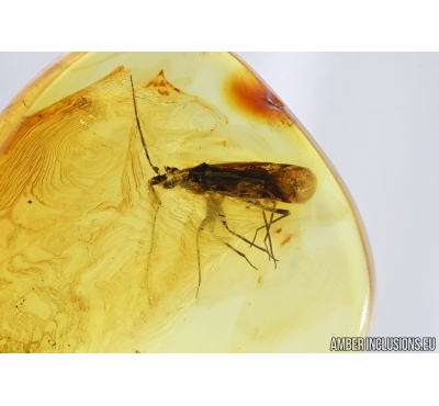 Miridae, Bug. Fossil insect in Baltic amber #5859