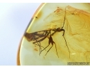 Miridae, Bug. Fossil insect in Baltic amber #5859