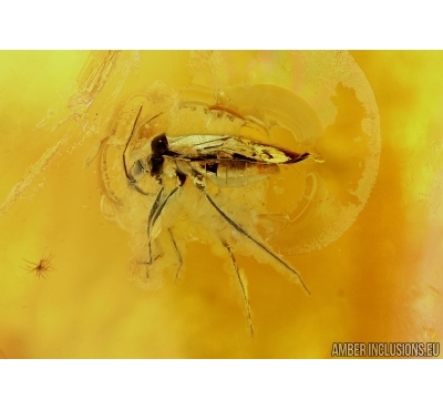 HETEROPTERA, Reduviidae, BUG. Fossil insect in Baltic amber #4860
