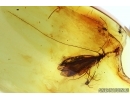 Rare Caddisfly Trichoptera and more. Fossil inclusions in Baltic amber #5861