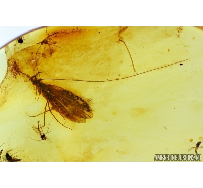Rare Caddisfly Trichoptera and more. Fossil inclusions in Baltic amber #5861