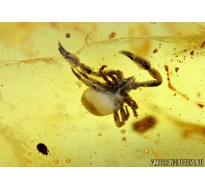 PSEUDOSCORPION and MITE. Fossil inclusions in Baltic amber #5864