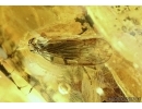 Big 14mm LEAF, PLANT and PLANTHOPPER, CICADA. Fossil inclusions in Baltic amber #5930
