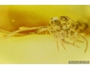 BRISTLETAIL, Machilidae. Fossil insect in Baltic amber #5868