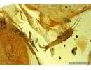 Two Silverfish, Lepismatidae and Rare Beetle Larvae. Fossil inclusions in Baltic amber #5878