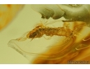 Two Silverfish, Lepismatidae and Rare Beetle Larvae. Fossil inclusions in Baltic amber #5878