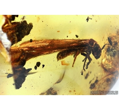 Many Big Termites, Isoptera and Big Leaf. Fossil inclusions in Baltic amber #5884
