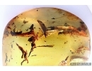 Many Big Termites, Isoptera and Big Leaf. Fossil inclusions in Baltic amber #5884