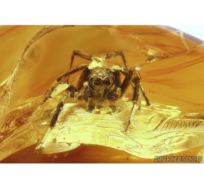 Jumping Spider Salticidae in Baltic amber #5890
