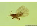 THYSANOPTERA, THRIPS. Fossil insect in Baltic amber #5891