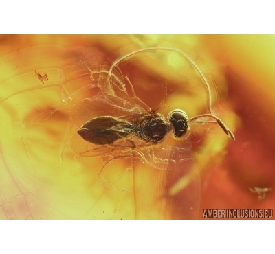 Hymenoptera, Wasp. Fossil inclusion in Baltic amber #5892