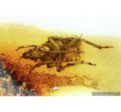 PLANTHOPPER, CICADA and GNAT. Fossil inclusions in Baltic amber #5894