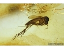 PLANTHOPPER, CICADA and GNAT. Fossil inclusions in Baltic amber #5894
