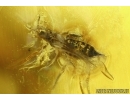 Rare APHID, THRIPS and GNAT. Fossil insects in Baltic amber #5896