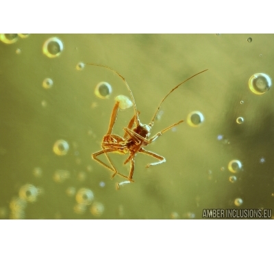 Rare APHID, THRIPS and GNAT. Fossil insects in Baltic amber #5896
