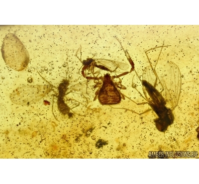PSEUDOSCORPION and Gnats. Fossil inclusions in Baltic amber #5898