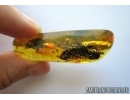 Pinaceae, Great Big Pine Cone 22mm! in Baltic amber #5901