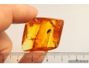Tumbling Flower Beetle, Mordellidae. Fossil insect in Baltic amber #5904
