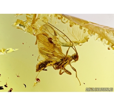 Hymenoptera,  Braconidae, Wasp. Fossil inclusion in Baltic amber #5919