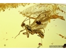 Hymenoptera,  Braconidae, Wasp. Fossil inclusion in Baltic amber #5919