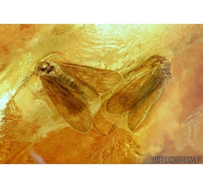 Two Caddisflies, Trichoptera and False Flower Beetle, Scraptiidae. Fossil insects in Baltic amber #5923
