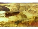 Three Big Caddisflies. Fossil insects in Baltic amber #5924