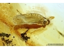 Big 14mm LEAF, PLANT and PLANTHOPPER, CICADA. Fossil inclusions in Baltic amber #5930