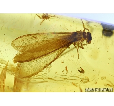 ISOPTERA, BIG TERMITE and WASP. Fossil inclusions in BALTIC AMBER #5932