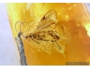 ISOPTERA, BIG TERMITE and WASP. Fossil inclusions in BALTIC AMBER #5932