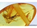 Ephemeroptera, Mayfly. Fossil insect in Baltic amber #5934