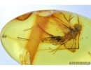 Ephemeroptera, Mayfly. Fossil insect in Baltic amber #5934