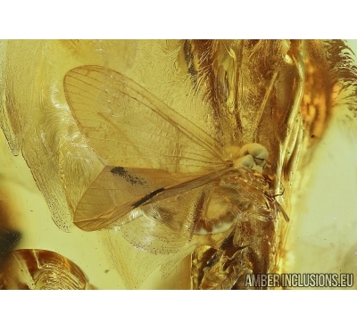 Ephemeroptera, Mayfly. Fossil insect in Big  Baltic amber stone #5946
