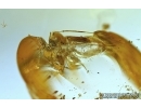 PSOCOPTERA, RARE PSOCID NYMPH. Fossil insect in BALTIC AMBER #5949