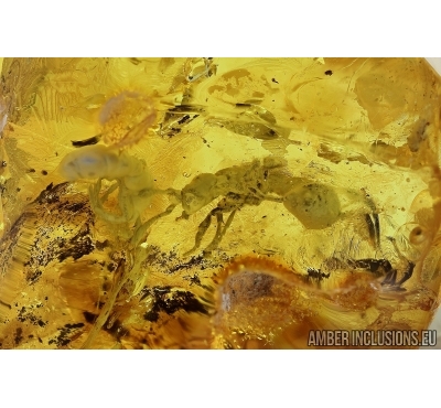Two Big, Rare Ants. Fossil insects in Baltic amber #5952