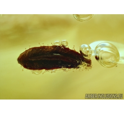 Rare Leaf, and Springtail. Fossil inclusions in Baltic amber #5956