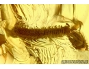 Rare Millipede, Diplopoda. Fossil insect in Baltic amber #5968