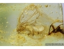 Neuroptera, PLANIPENNIA, Lacewing. Fossil insect in Baltic amber 5972
