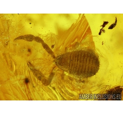 PSEUDOSCORPION and ANT. Fossil inclusions in Baltic amber #5978