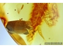 APHID with Larva, LEAF and  SPIDER. Fossil insects in Baltic amber #5980