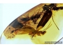 ALDERFLY. BIG 22mm! MEGALOPTERA, SIALIDAE. Fossil insect in BALTIC AMBER #5981