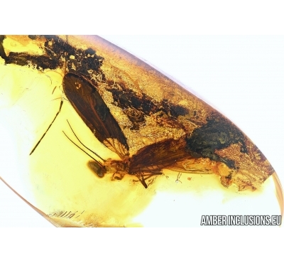 ALDERFLY. BIG 22mm! MEGALOPTERA, SIALIDAE. Fossil insect in BALTIC AMBER #5981
